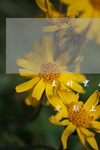 支付宝花呗没逾期上征信吗-支付宝花呗没逾期上征信吗有影响吗