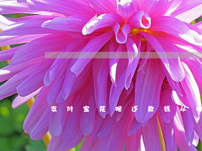 支付宝花呗还款钱从哪出怎么还-