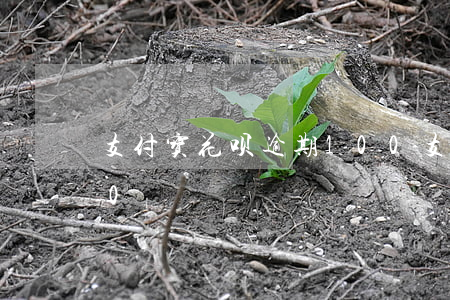 支付宝花呗逾期100(支付宝花呗逾期100)