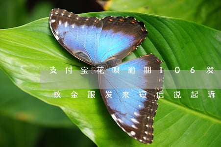 支付宝花呗逾期106发短信-花呗逾期蚂蚁金服发来短信说起诉了是真是假
