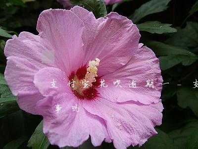 支付宝花呗逾期一-支付宝花呗逾期1天有事吗?