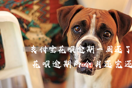 支付宝花呗逾期一周还了还能用吗-支付宝花呗逾期两个月还完还能不能用