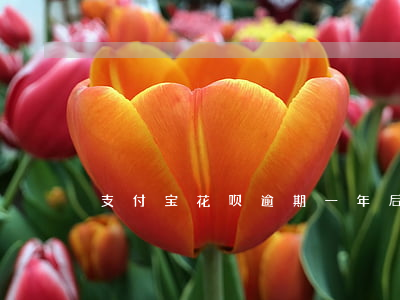 支付宝花呗逾期一年后还能开通吗