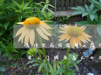 支付宝花呗逾期上门外访(支付宝花呗逾期说要上门调查怎么办本地电话打的)