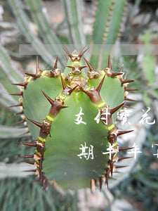 支付宝花呗逾期久了会黑户吗 支付宝花呗逾期半年算黑户吗