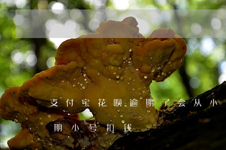 支付宝花呗逾期了会从小号扣钱吗（支付宝逾期小号扣钱）