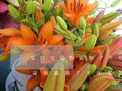 支付宝花呗逾期了半年多久可以用-支付宝花呗逾期了半年多久可以用啊