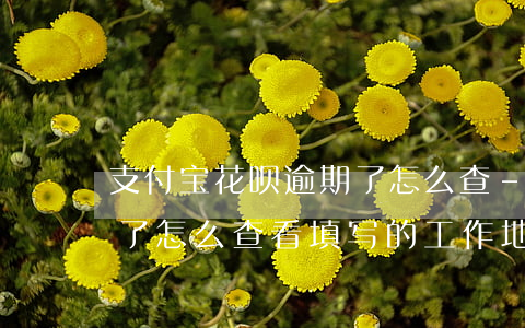 支付宝花呗逾期了怎么查-支付宝花呗逾期了怎么查看填写的工作地址