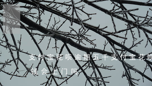 支付宝花呗逾期五千(支付宝花呗逾期五千块钱会上门吗?)