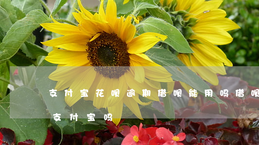 支付宝花呗逾期借呗能用吗(借呗逾期还能用支付宝吗)