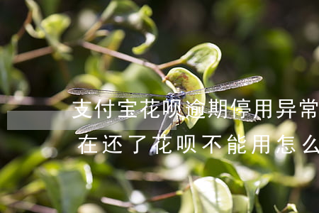 支付宝花呗逾期停用异常(支付宝花呗逾期现在还了花呗不能用怎么办)