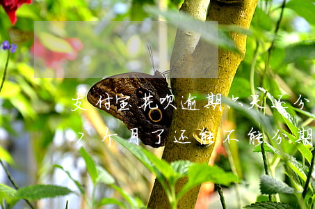支付宝花呗逾期六天还分期可以吗 花呗逾期7个月了还能不能分期还款