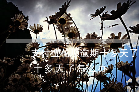 支付宝花呗逾期十多天了-支付宝花呗逾期十多天了怎么办