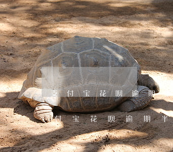 支付宝花呗逾期半年多要多久才能恢复?-支付宝花呗逾期半年多要多久才能恢复正常