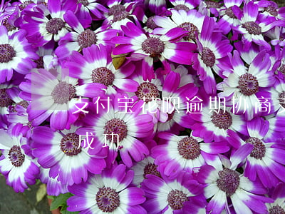 支付宝花呗逾期协商(支付宝花呗逾期协商不成功)