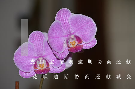 支付宝花呗逾期协商还款减免本金-支付宝花呗逾期协商还款减免本金是真的吗