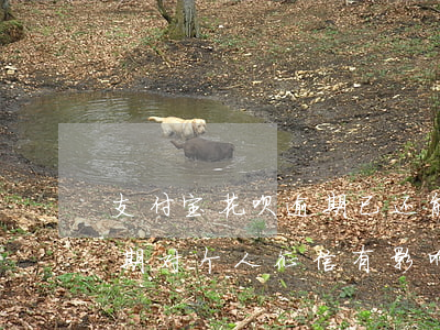 支付宝花呗逾期已还能报考驾照吗-花呗逾期对个人征信有影响吗?对考小车驾照有影响吗?