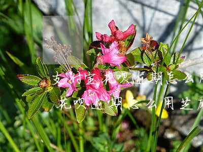 支付宝花呗逾期怎么用芝麻粒消除-支付宝花呗逾期怎么用芝麻粒消除掉