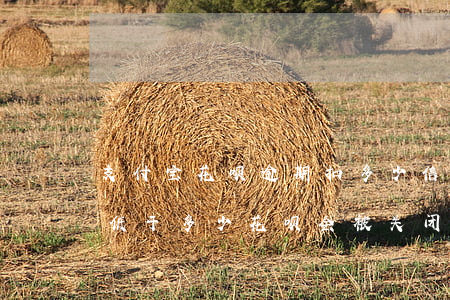支付宝花呗逾期扣多少信用分(支付宝信用分低于多少花呗会被关闭)