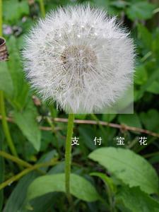 支付宝花呗逾期能分期吗-