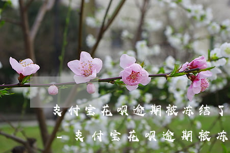 支付宝花呗逾期被冻结了怎么样才可以解封-支付宝花呗逾期被冻结了怎么样才可以解封呢
