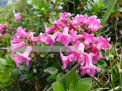 支付宝花呗逾期还能继续用吗-支付宝花呗逾期还可以继续使用支付宝吗