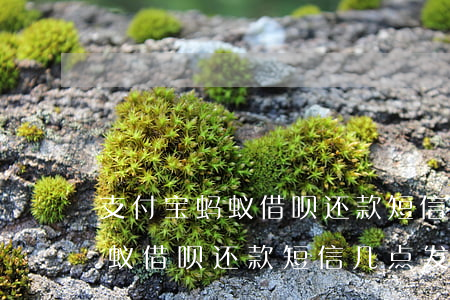 支付宝蚂蚁借呗还款短信几点发-支付宝蚂蚁借呗还款短信几点发的