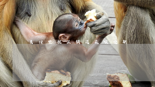 支付宝被注销还花呗逾期