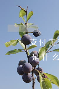 支付宝说我花呗逾期(支付宝花呗有逾期后果是什么)
