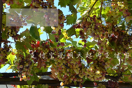 支付宝说明天起诉（支付宝起诉三天就结案）