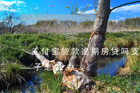 支付宝贷款逾期房贷吗(支付宝逾期了贷款房子怎么办)