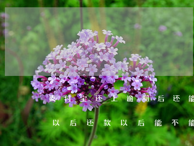 支付宝还上逾期后还能用么(支付宝逾期很久以后还款以后能不能使用)