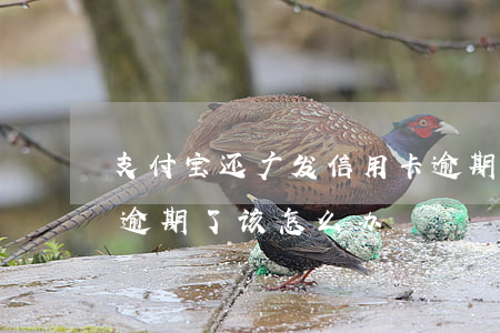 支付宝还广发信用卡逾期(支付宝信用卡全部逾期了该怎么办)