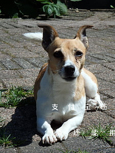 支付宝还花呗逾期(支付宝还花呗逾期还款还清还能用吗)