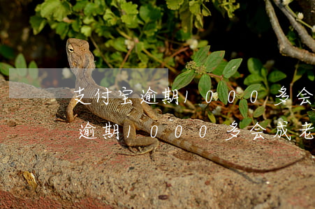 支付宝逾期1000多会成老赖吗-支付宝逾期1000多会成老赖吗知乎
