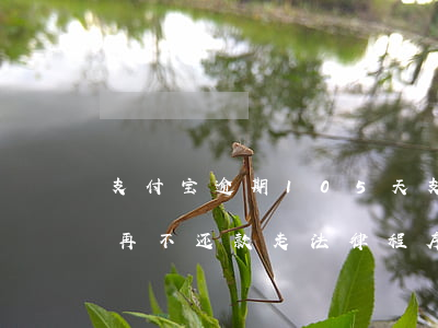 支付宝逾期105天(支付宝逾期105天说再不还款走法律程序)