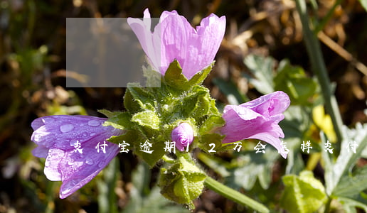 支付宝逾期12万会怎样(支付宝逾期十万)