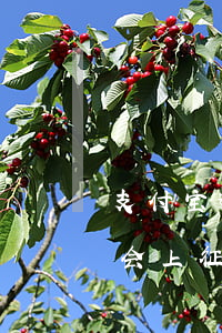 支付宝逾期1年上不上征信(支付宝逾期不还会上征信吗?)