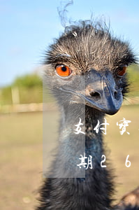 支付宝逾期240天还能分期吗-支付宝逾期260天