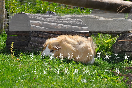 支付宝逾期2个月会不会被寄律师函件起诉还（支付宝逾期2个月）