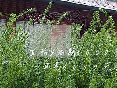 支付宝逾期3000多会上门吗(支付宝逾期一年半3000元会不会上门要钱)
