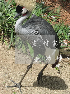 支付宝逾期3万是诈骗吗(支付宝逾期一年说我涉嫌诈骗)