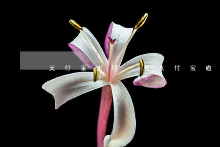 支付宝逾期一五(支付宝逾期五百多天)
