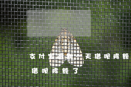 支付宝逾期一天借呗降额-支付宝逾期一天借呗降额了