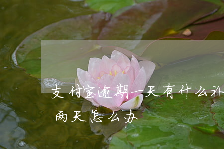 支付宝逾期一天有什么补救办法(支付宝逾期两天怎么办)