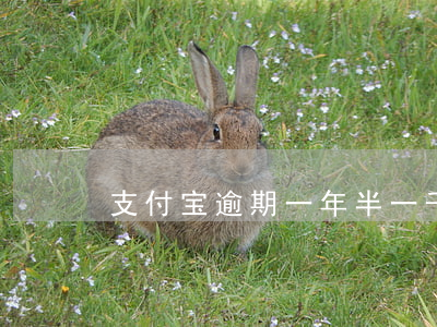 支付宝逾期一年半一千多元