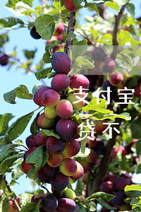 支付宝逾期一年能车贷么(支付宝逾期影响车贷不)