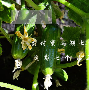 支付宝逾期七个月还清征信怎么样-支付宝逾期七个月还清征信怎么样才能消除