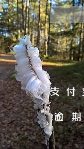 支付宝逾期三个月需要全额还款吗-支付宝逾期三个月需要全额还款吗怎么办