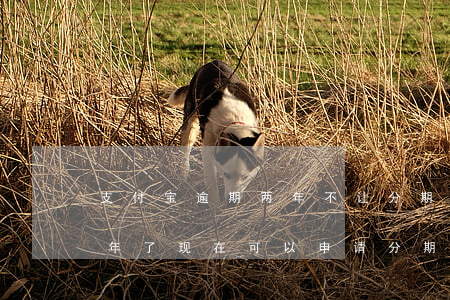 支付宝逾期两年不让分期(支付宝已经逾期两年了,现在可以申请分期还吗)